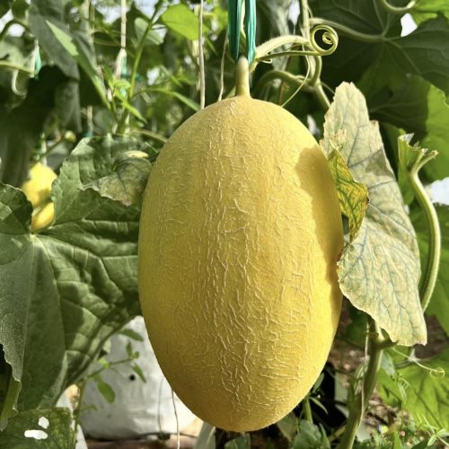 Dưa lưới Huỳnh Long tại Du Long Farm