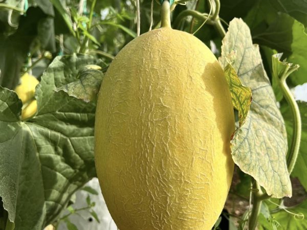 Dưa lưới Huỳnh Long tại Du Long Farm