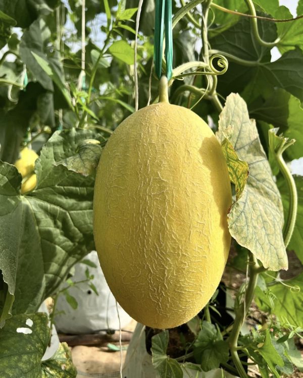 Dưa lưới Huỳnh Long tại Du Long Farm